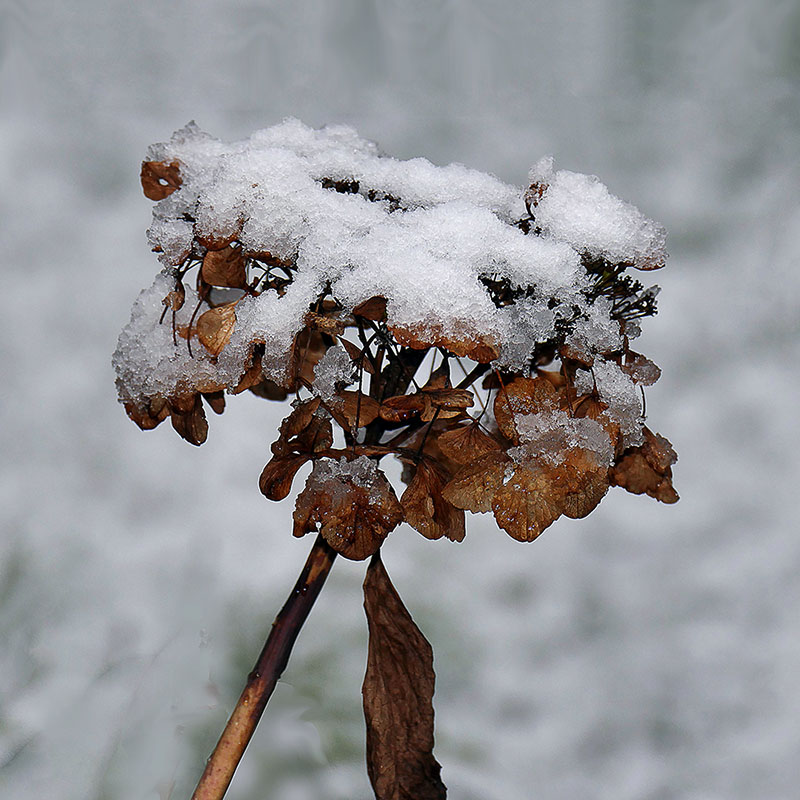 Snow on Hydrangea 800.jpg