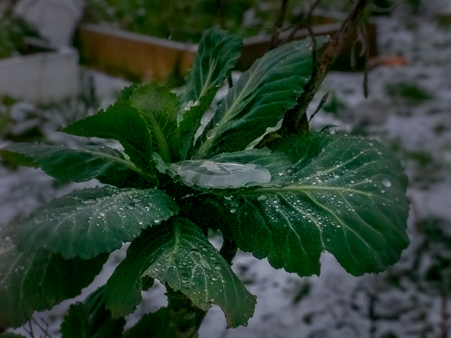 Frozen Cabbage.jpg
