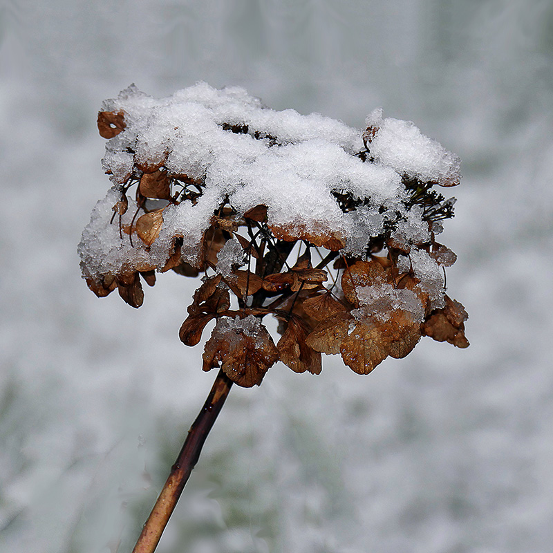 Snow on Hydrangea - Leaf Removed.jpg
