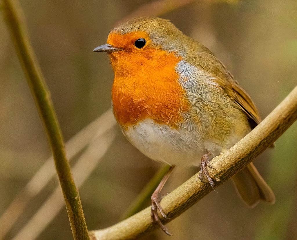 20180223 7D2 0144R Robin.jpg