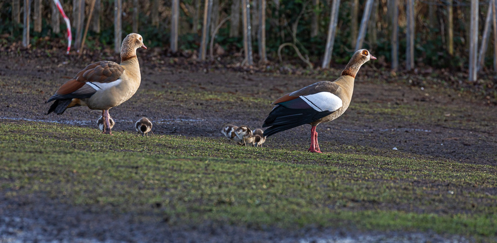 Egyptian Geese Family-6596.JPG