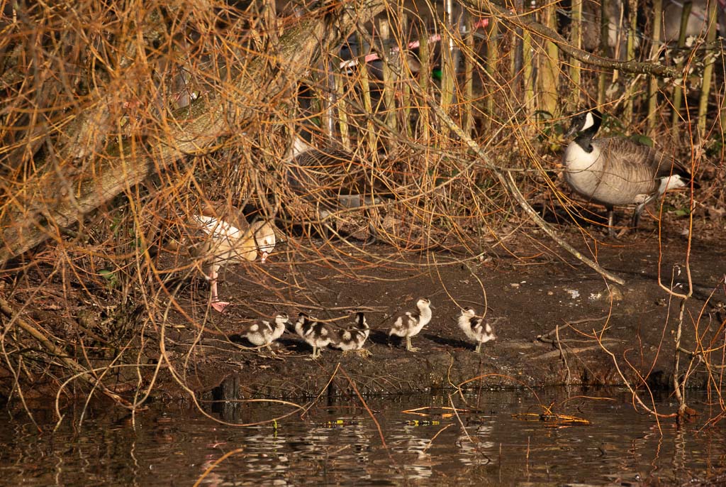 Five Goslings Miller's Pond (1 of 1).JPG