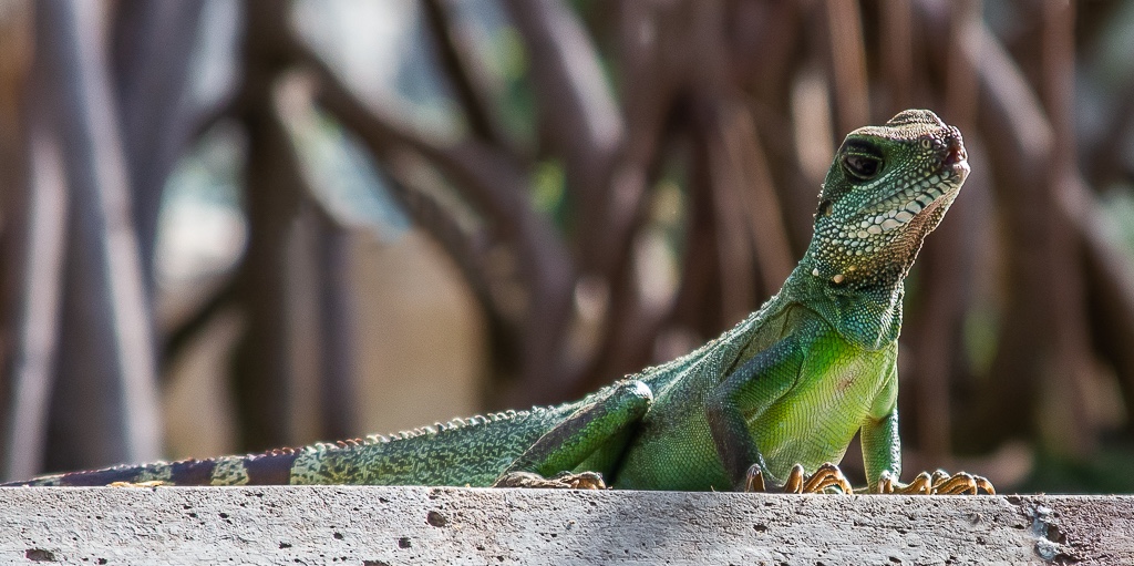 20110319 0035R Green Water Dragon.jpg