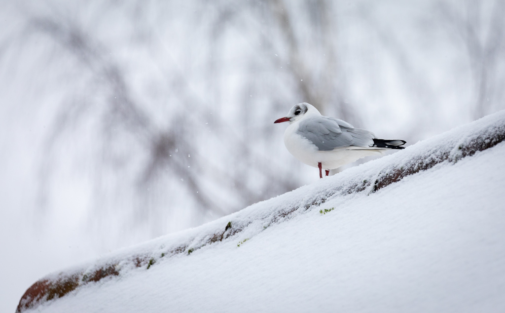 Black headed gull (1 of 1).JPG