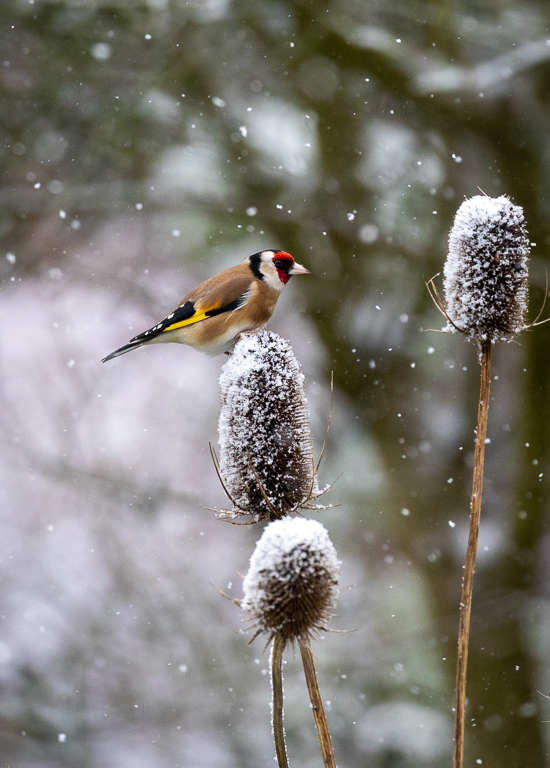 Goldfinch in the Snow (1 of 1).JPG