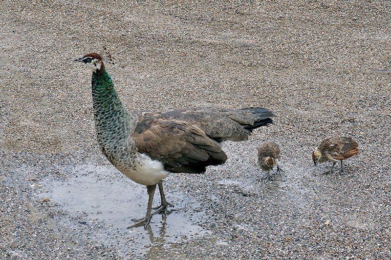 Peahen with chicks 2.jpg
