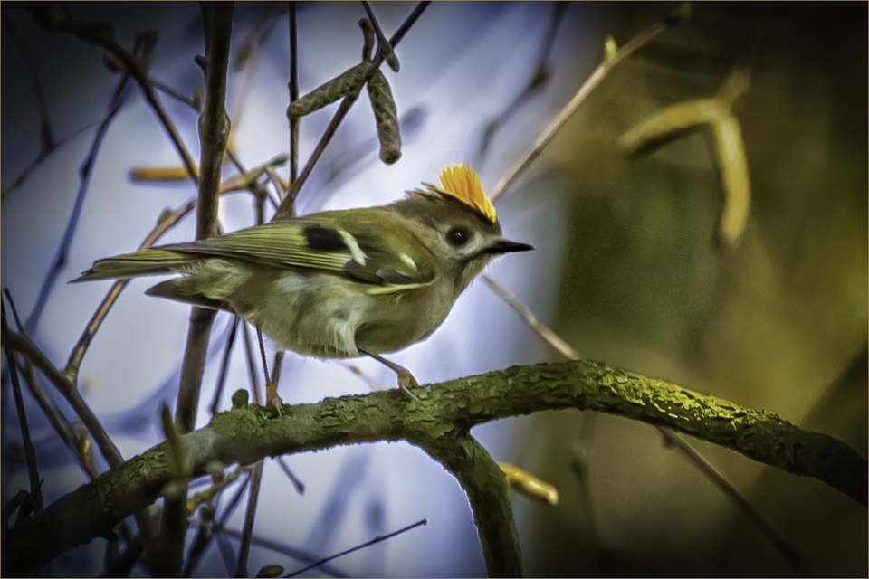 Goldcrest.jpg