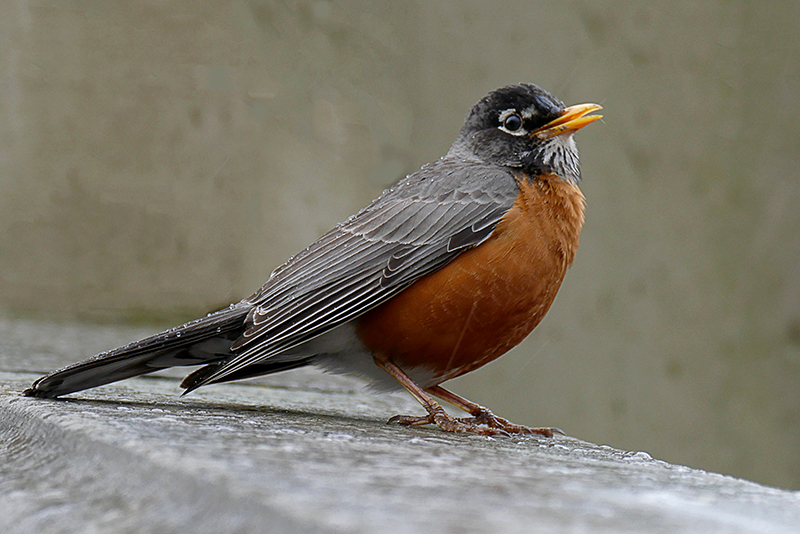 1P American Robin in Central Park NY 800.jpg