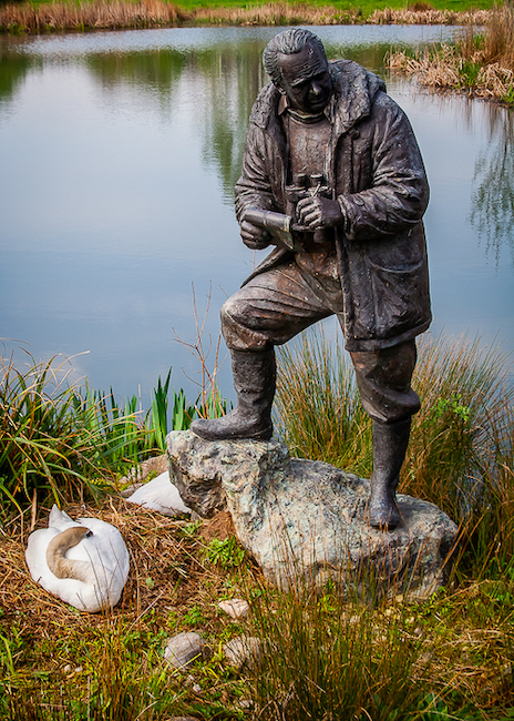 20090414 0004 Mute Swan with Sir Peter Scott.jpg