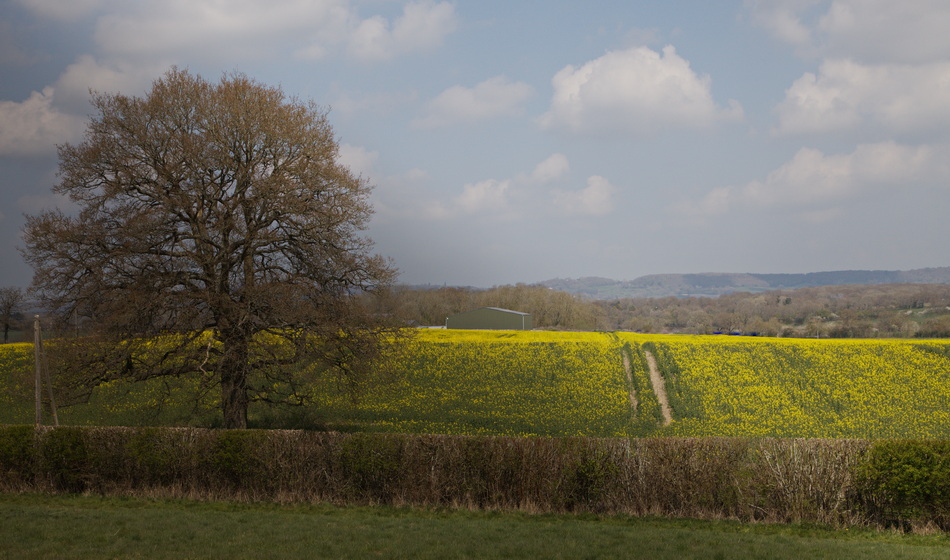 View from Chiddington Castle IMG_9613.jpg