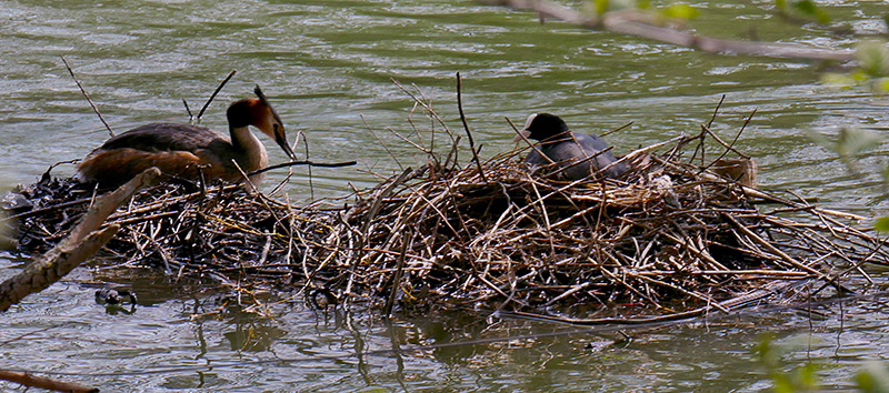 Grebe & Coot adjoining nests.jpg