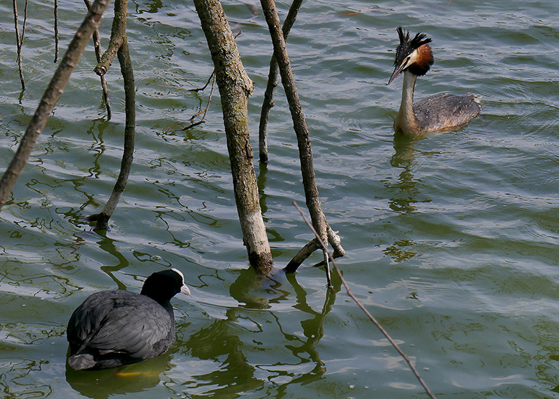 Greater Crested Grebe & Coot Confrontation.jpg