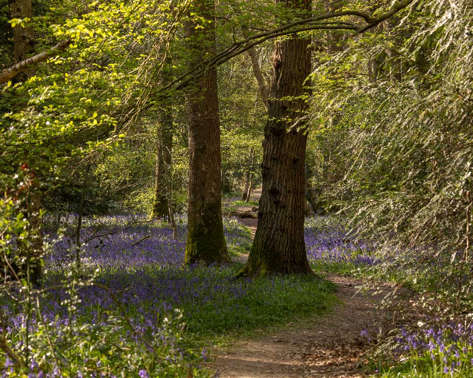 Bluebells.jpg