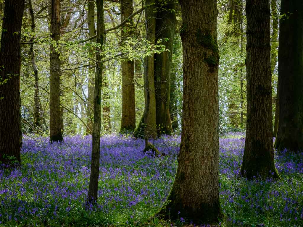 Bluebells.jpg