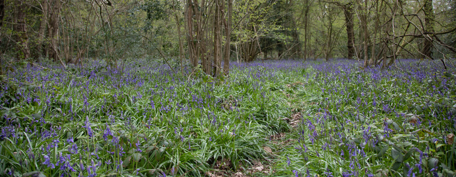 Kingswood Bluebells-1.jpg