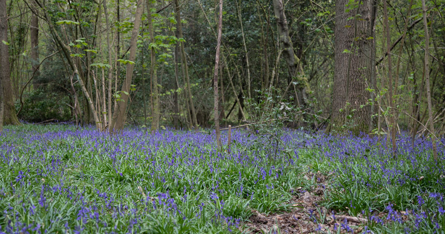 Kingswood Bluebells-3.jpg