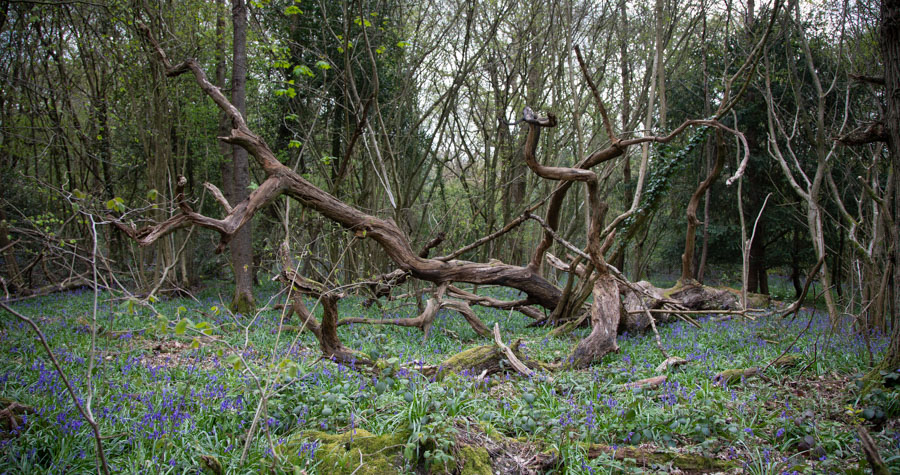 Kingswood Bluebells-5.jpg