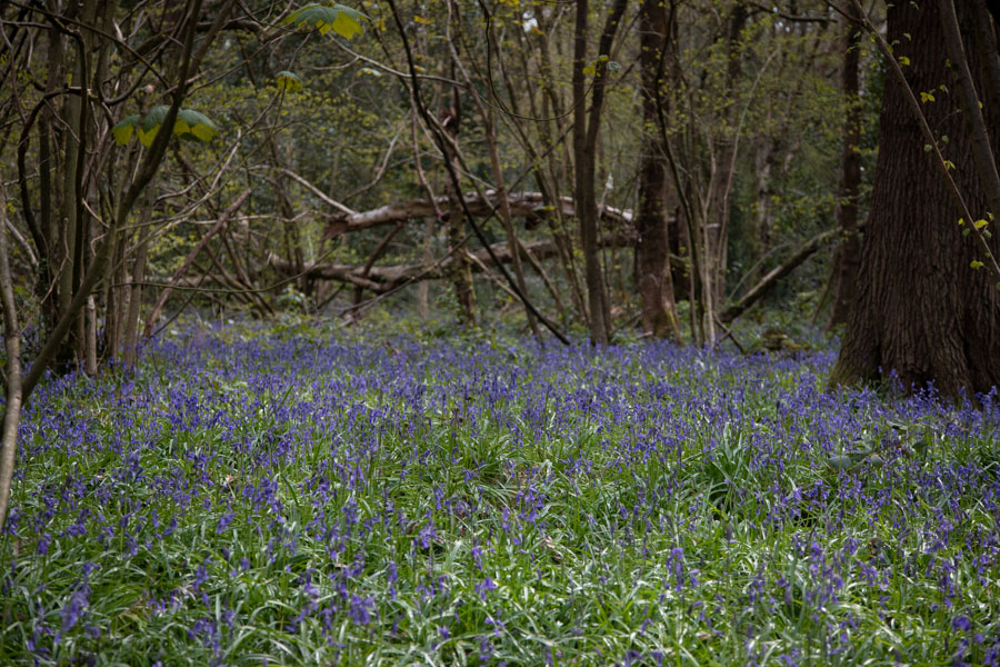 Kingswood Bluebells-6.jpg