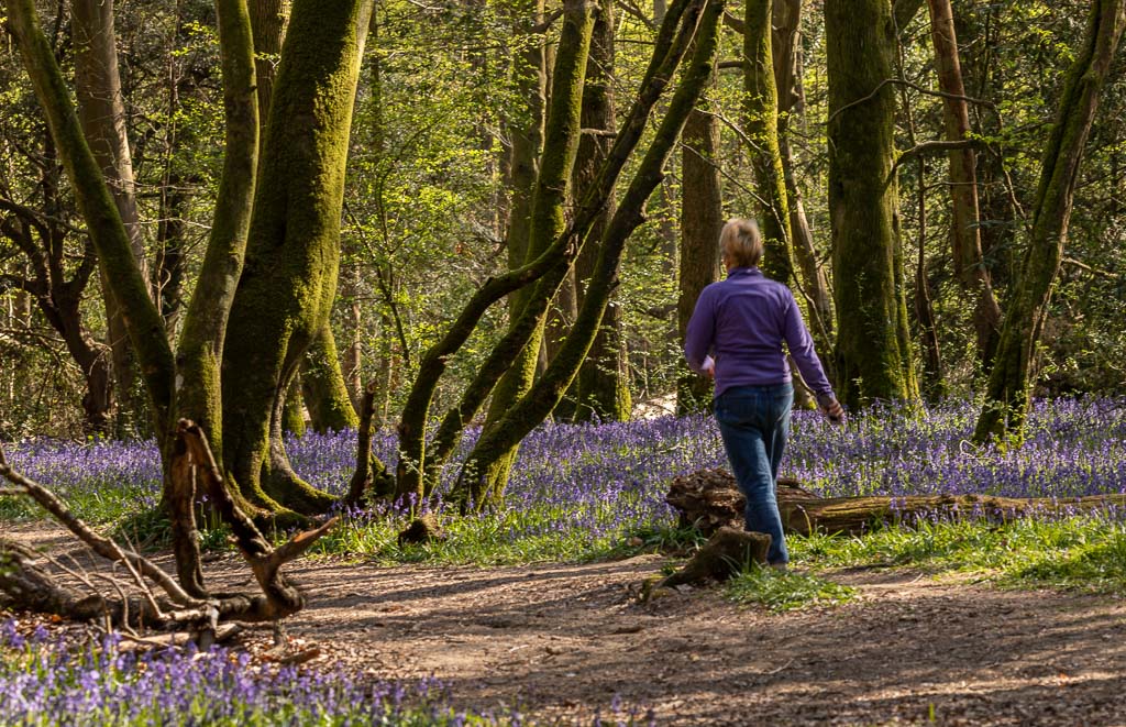 Bluebell Fleece.jpg