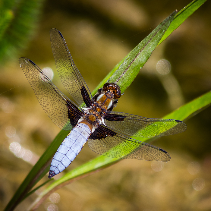 20110520 0017 Broad-bodied Chaser.jpg