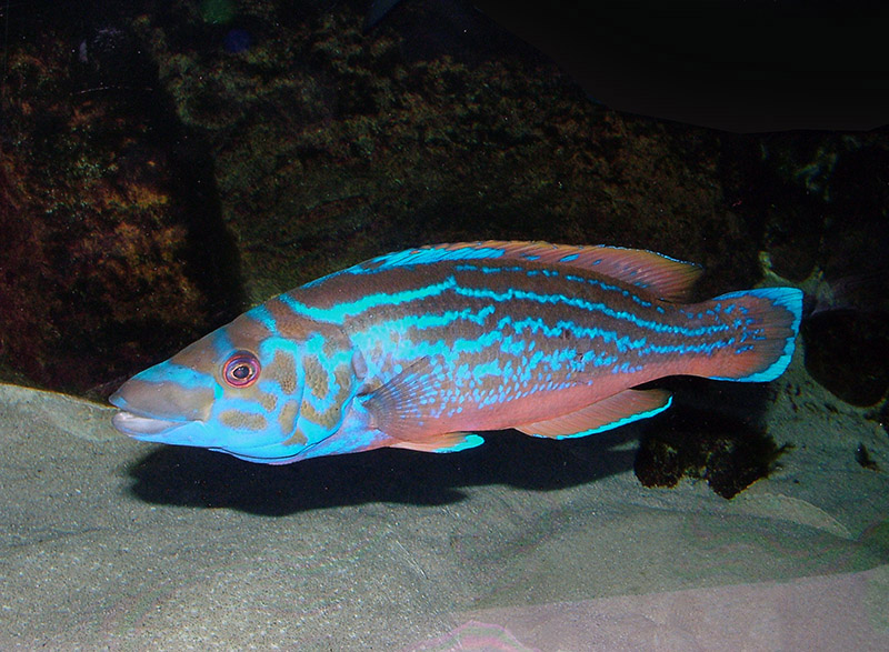 1Sh-Cuckoo Wrasse - Labrus mixtus 800.jpg