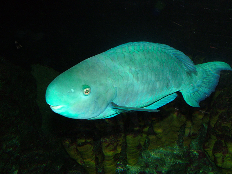 1-Blue Parrotfishes, Scarus coeruleus 800.jpg