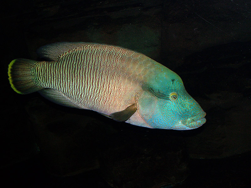 1Sh -Napoleon Wrasse Cheilinus undulatus 800.jpg