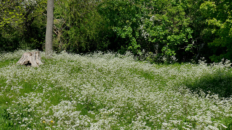 Cow Parsley 2 800.jpg