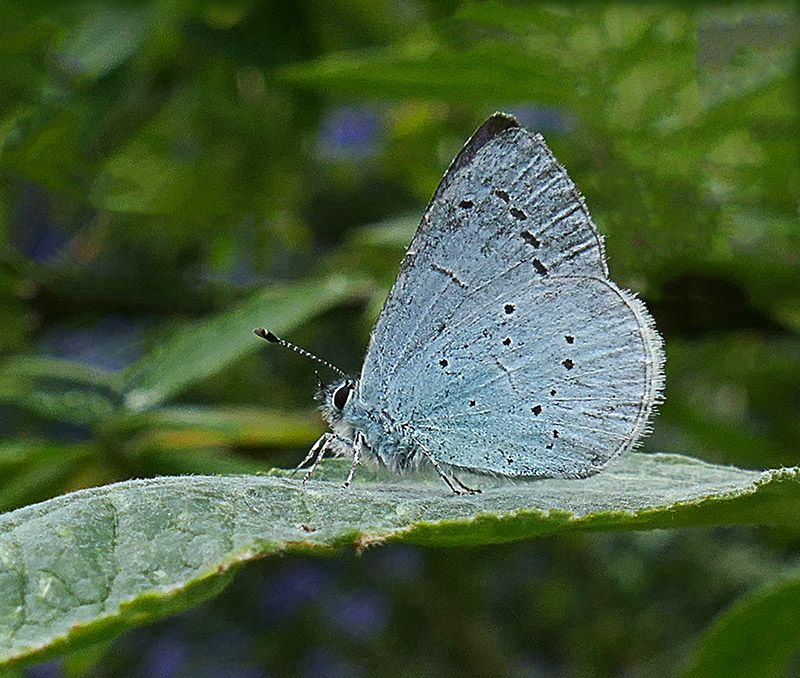 1-Little Holly Blue Butterfly 800-3.jpg