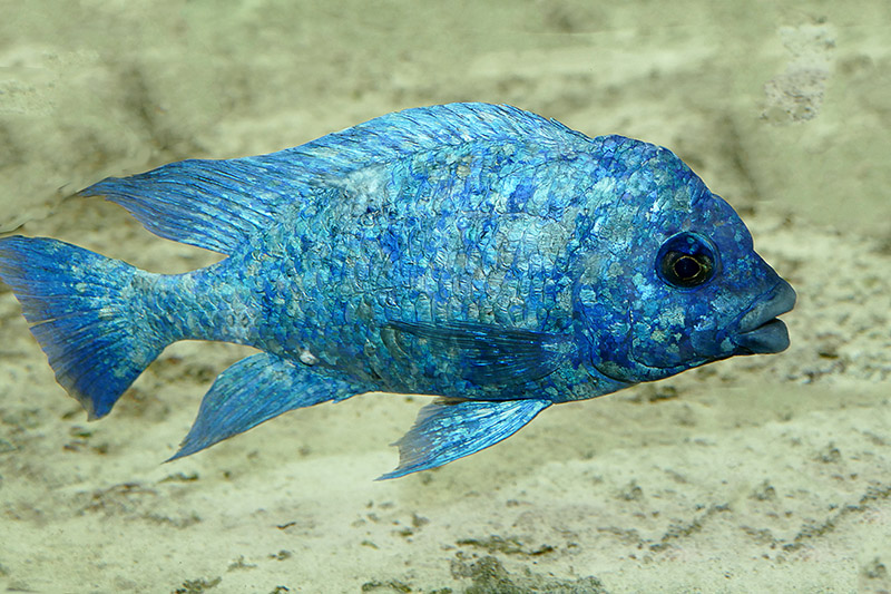 1-Blue Malawi cichlid P1030638 800.jpg