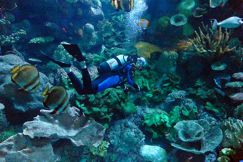 Diver among the corals P1030854 800.jpg