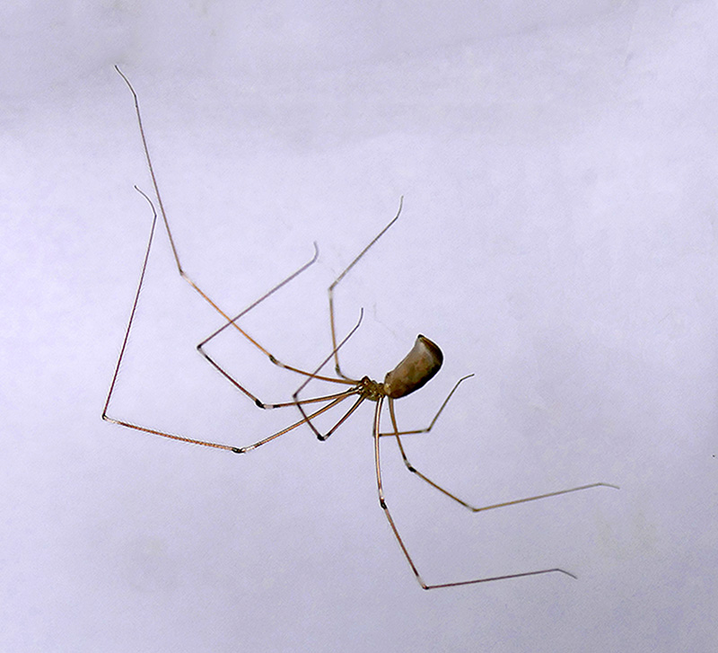 1A-Long Legged Celar Spider P1790956 800  XC.jpg
