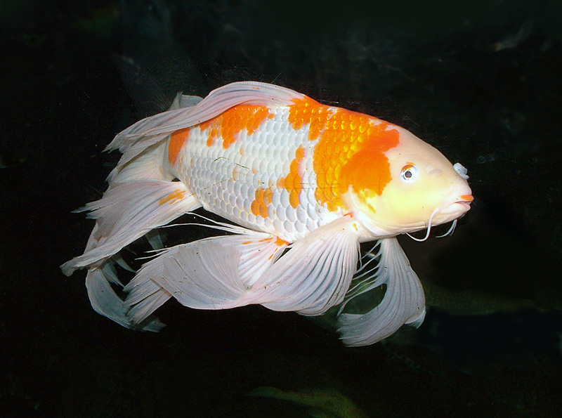 Spectacular Goldfish @ SOA 800.jpg