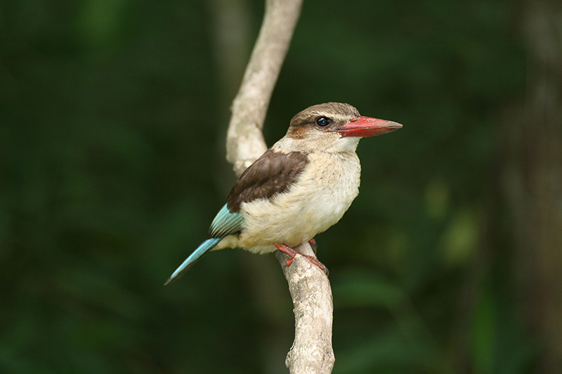 1-Striped Kingfisher 800.jpg