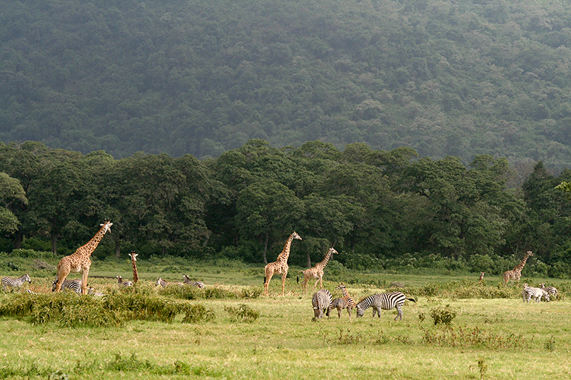 1-Giraffes & Zebras 800.jpg
