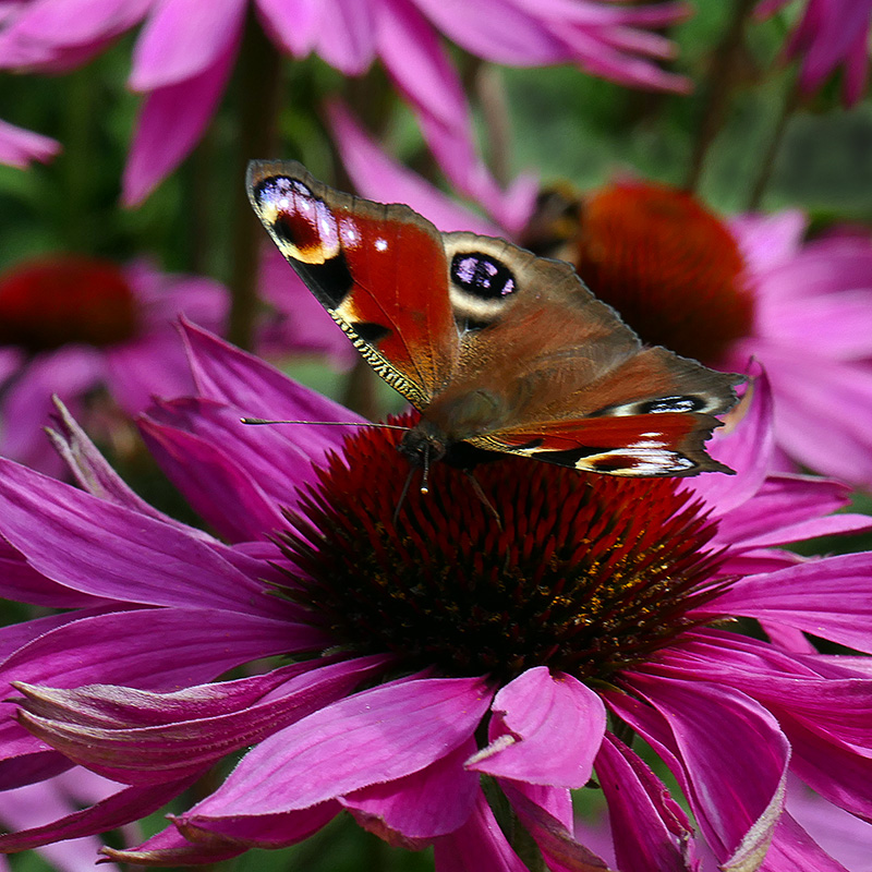 4-Peacock Butterfly on ConeFlower 800-2.jpg
