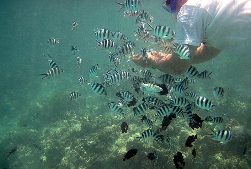 2A-Sergeant Majors Damsels feeding on JBL Marine pellets 800.jpg