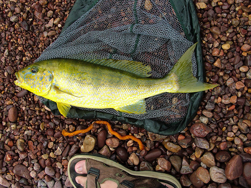 3-Boulengerochromis microlepis 800.jpg