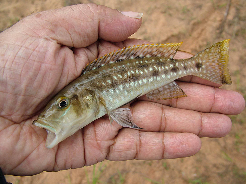 2- Trapped Lepidiolamprologus elongatus cichlid 800.jpg