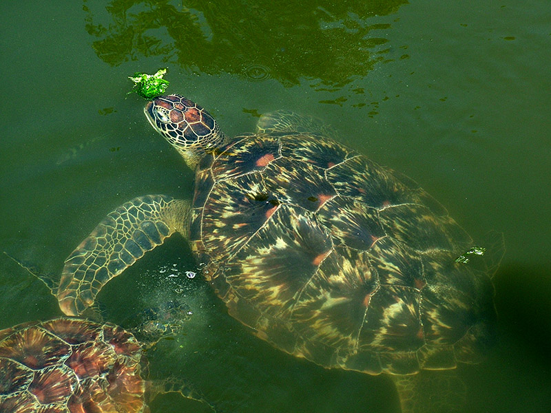 1a-Green Turtle  800.jpg