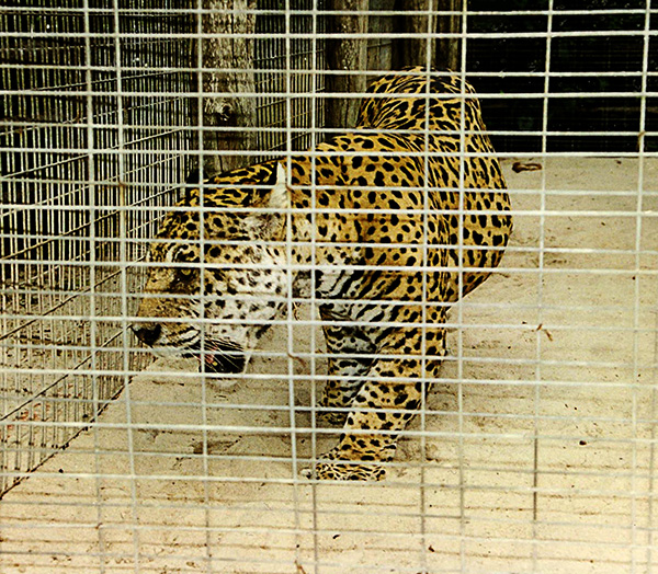 1-Jaguar Caged 600.jpg