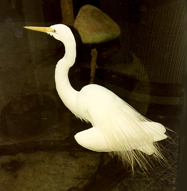 1-Whtie egret 600.jpg