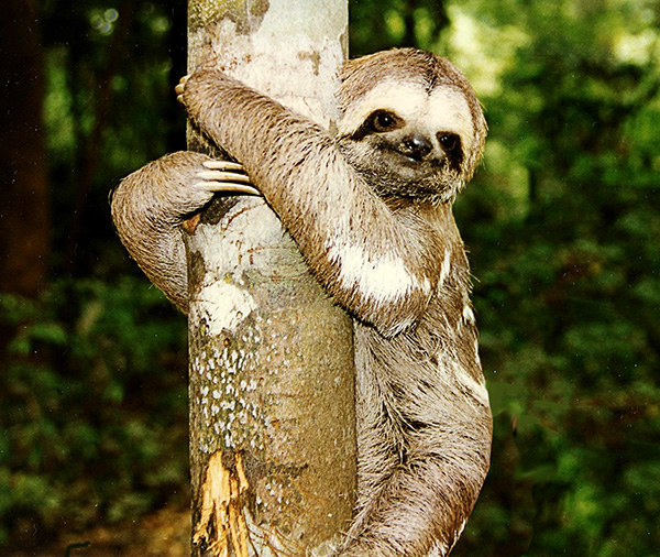 1-Sloth 600.jpg