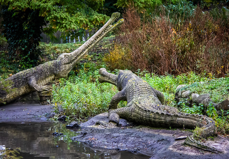 20131031 0017 Teleosaurus at Crystal Palace Park.jpg