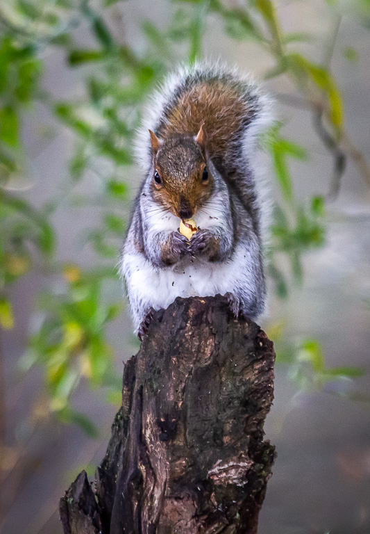 20131031 0068 Grey Squirrel.jpg