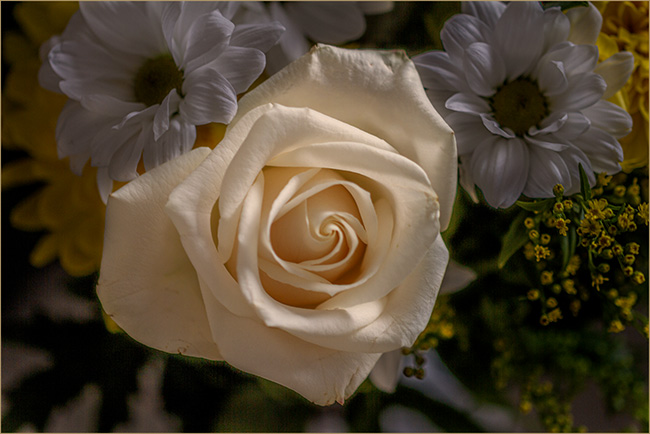 Roses 2.jpg