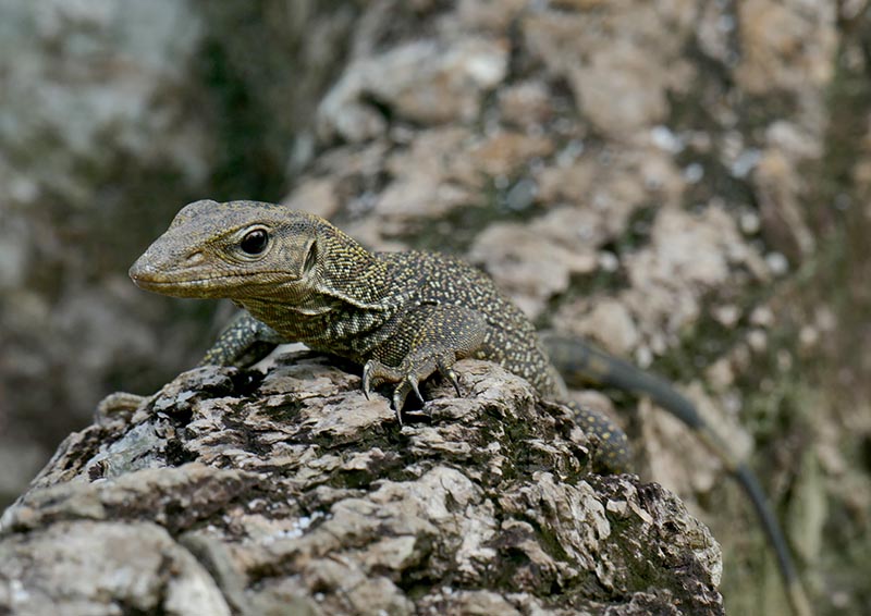 1-Young Monitor lizard 800.jpg