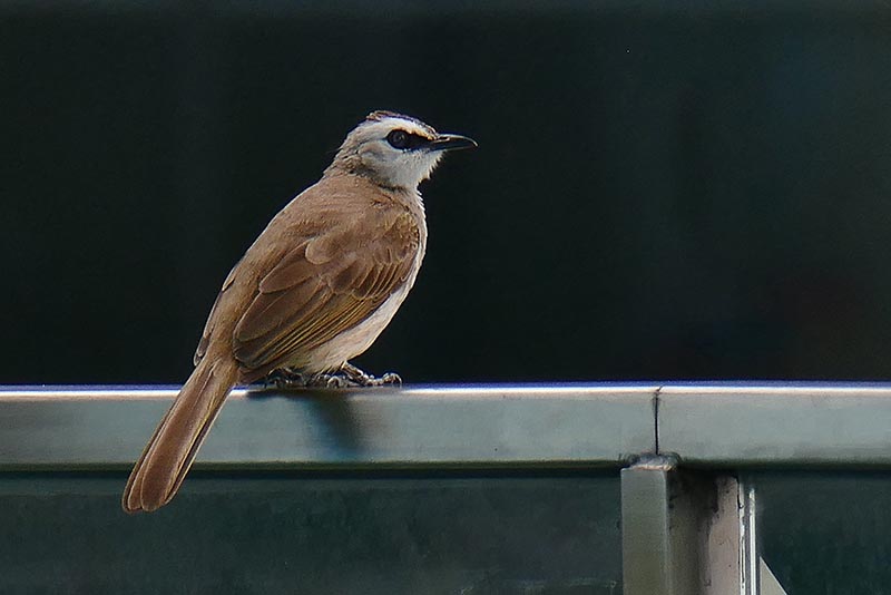 1-Yellow-vented Bulbul (Pycnonotus goiavier) 800.jpg