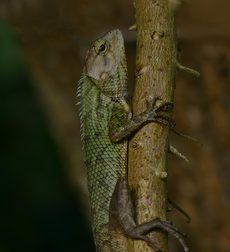 1X-Changeable Lizard (Calotes versicolor) 800.jpg