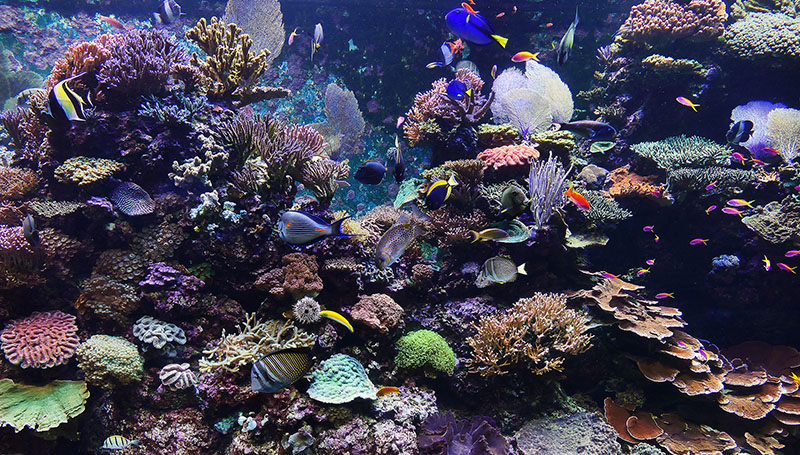 1-Coral Reef 800.jpg